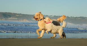 Labradoodle Vs Goldendoodle Which Breed Is The Best Family