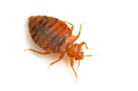 Preventing The Spread Of Bed Bugs