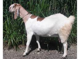 Jamunapari All About Jamunapari Goat Breed