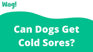 can dogs get cold sores