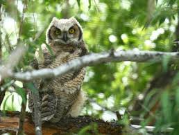 Attract Great Horned Owls To Your Yard