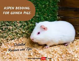 aspen bedding for guinea pigs detailed