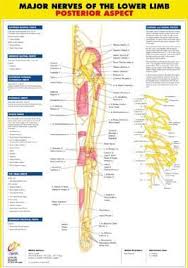 Lower Limb Nerve Chart Posterior Nerve Anatomy Anatomy