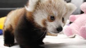twin unnamed baby red pandas play