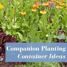 Companion Planting Container Gardening