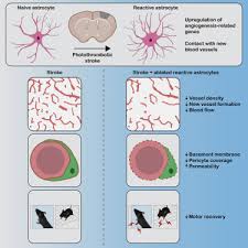 Reactive Astrocytes Facilitate Vascular