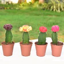 Cactusplaza specializes in cactus plants, succulent plants, caudex plants and many species of mesembs and other houseplants. Grafted Moon Cactus Plants Buy Online Trivandrumgardentech Com