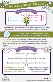 How An Olive Tree Gets Pollinated