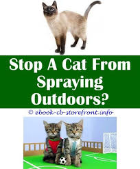Can cbs oil be rubbed on the under side of my neutered male cat's ears to inhibit his spraying habit? 17 Enchanting Stop A Female Cat From Spraying