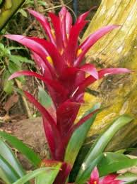 Tropical Plants and Flowers Guide