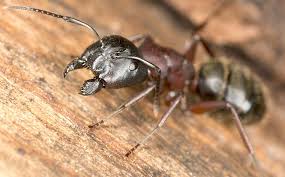 controlling carpenter ants in dallas