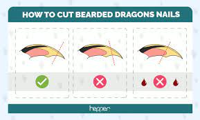 how to cut my bearded dragons nails 5