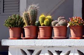 How To Build A Cactus Garden Gardenerdy