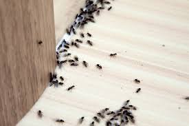Was hilft gegen ameisen im haus oder in der wohnung? Was Tun Gegen Ameisen Im Haus