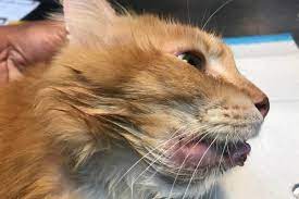 your cat has a swollen lip our vet