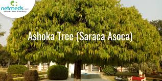 ashoka saraca indica uses benefits