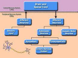 The nervous system, essentially the body's electrical wiring, is a complex collection of nerves and specialized cells known as neurons that transmit signals between different parts of the body. Organization Of The Nervous System