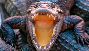 Krokodile: Erstaunliche Fakten • NEWS.AT