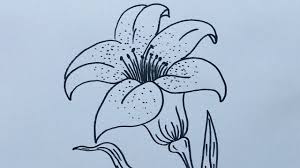 how to draw a lily flower easy step by