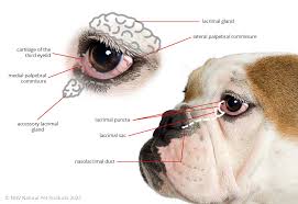 cherry eye in dogs and cats nhv
