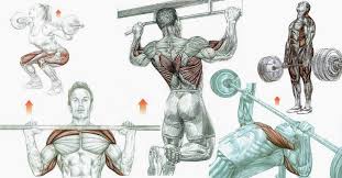 compound exercises for muscle m and