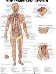 Pdf The Lymphatic System Anatomical Chart Download