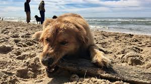 lake michigan beaches allow dogs