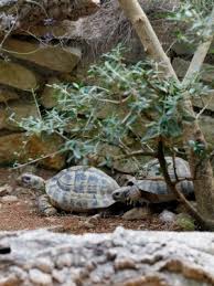 Russian Tortoise Agrionemys