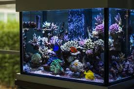 How To Build A Fish Tank A Step By
