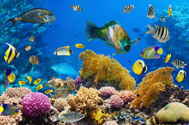 See more ideas about coral reef, underwater painting, underwater art. Where Fish Pee Corals Grow Discover Magazine