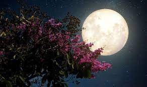 The full pink moon in april is named for the time of year when the earliest pink phlox and wildflowers begin to bloom. Zdtr6tulyf6pim