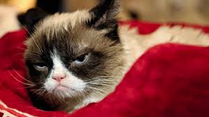 grumpy cat wallpapers top grumpy cat