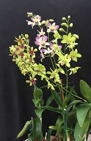 Dendrobium devonianum is a species of genus dendrobium. Volcanic Eruptions Have Destroyed 40 Acres Of Orchid Farms In Hawaii Food Journalnow Com