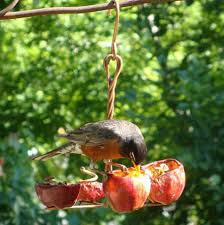 how to squirrel proof bird feeders