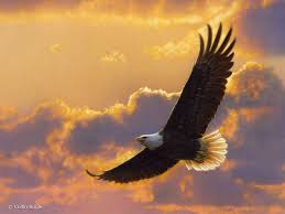 Image result for image eagle soaring