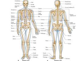 Learn about all the different organ systems in the human body. Https Www Joinfdny Com Wp Content Uploads 2018 05 Skeletal System Information Book Pdf