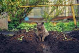 keep cats out of your yard garden