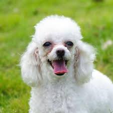 Every part of the ear but the tips are shaved, thus. 10 Haircuts For Poodles With Styles And Pictures