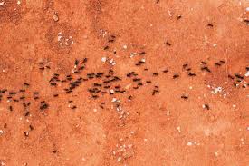 8 natural ant repellents