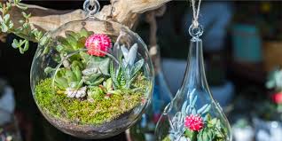 Plant Succulents In Glass Containers