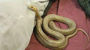 venomous snake hers into australian