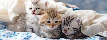 Our work is most rewarding when we're able to adopt a cat or a kitten into a loving home. Endeavour Hills Kitten And Cat Adoption Program