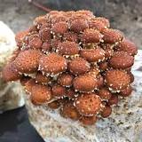 What do chestnut mushrooms taste like?