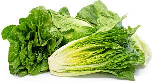 romaine lettuce information and facts