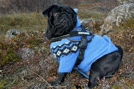 Do Dogs Need Sweaters Or Jackets