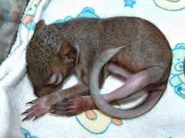 Image result for baby squirrel