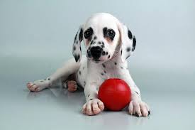 If not, you are not allowed to make an account due to the children's online privacy protection act (aka: Dalmatian Puppies For Sale Austin Tx 135703 Petzlover
