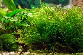 java moss aquarium care guide plus