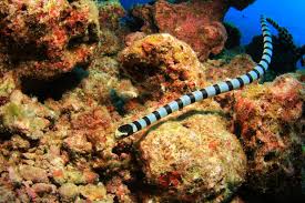9 Dangerous Coral Reef Creatures Mnn Mother Nature Network