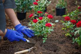 How To Plant Roses True Value